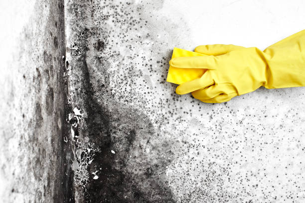 Office Mold Removal Services in Cusseta, GA
