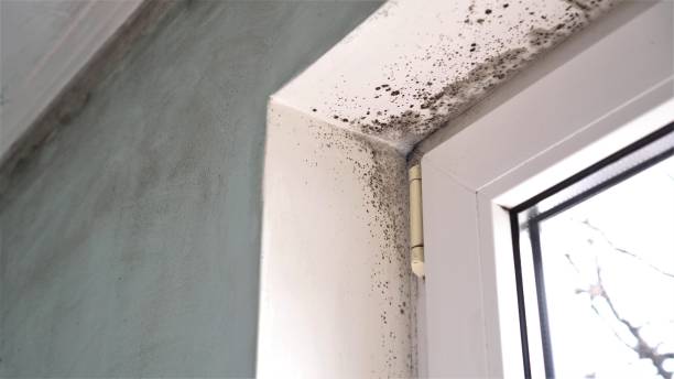 Certified Mold Removal in Cusseta, GA