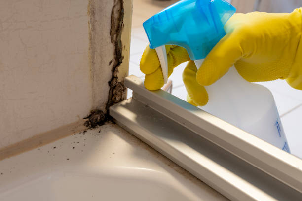 Best Emergency Mold Removal  in Cusseta, GA