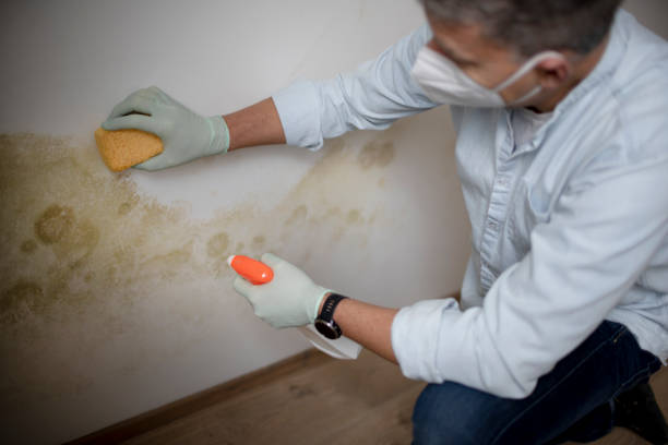 Best Mold Cleaning Services  in Cusseta, GA