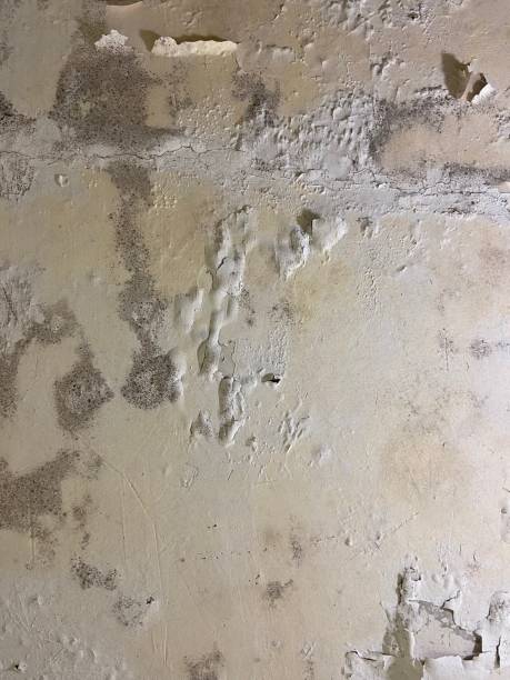 Best Professional Mold Removal  in Cusseta, GA