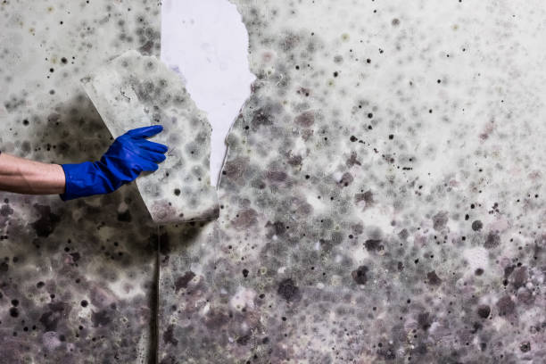 Best Home Mold Removal  in Cusseta, GA