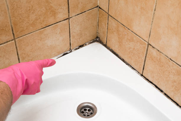 Best Attic Mold Removal  in Cusseta, GA
